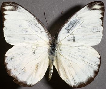 Media type: image;   Entomology 16616 Aspect: habitus dorsal view